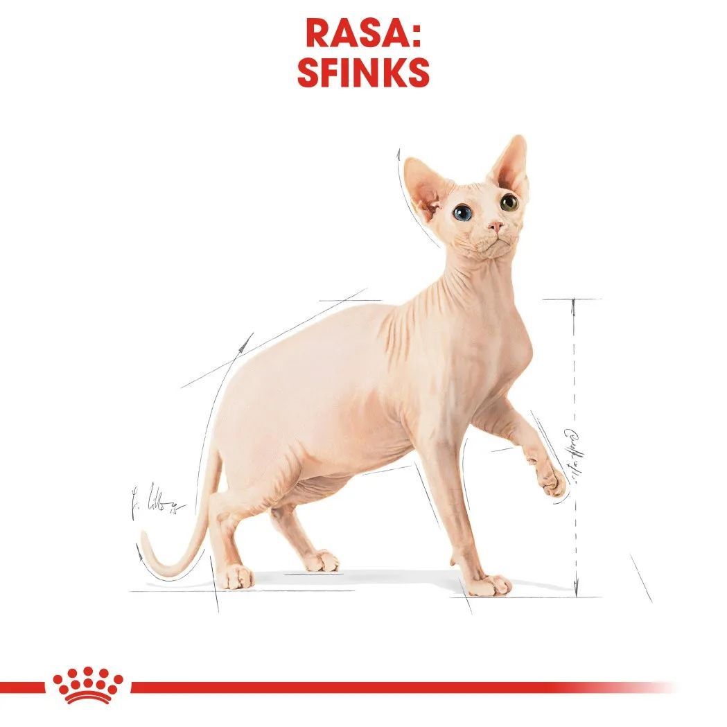 Royal Canin Sphynx dry cat food 2 kg